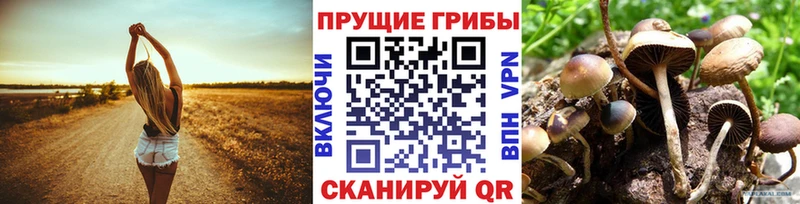 купить  сайты  mega   Псилоцибиновые грибы ЛСД  Георгиевск 